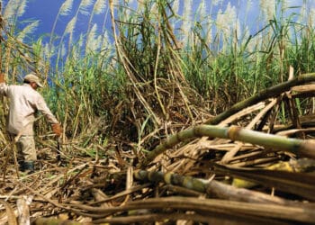 Maior usina de cana do mundo prevê queda drástica na próxima safra