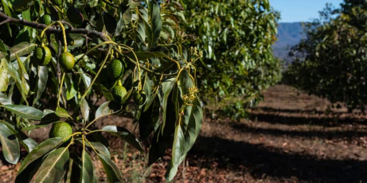 Crise climática ameaça cultivo de abacate: queda de produção até 2050!