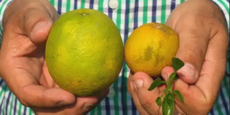 Como o clima e o greening estão afetando os pomares de laranja?