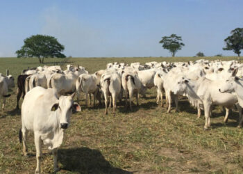 Preços agropecuários recuam e IGP-10 desacelera em janeiro