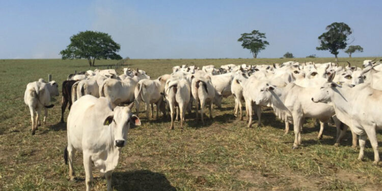 Estoque de gado em queda pode impulsionar preços da carne bovina, projeta Minerva