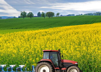 O impacto do clima nas lavouras de Canola da Serra Gaúcha: o que esperar
