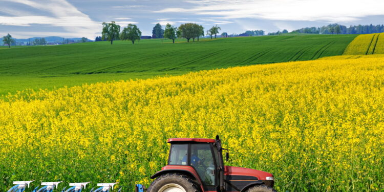 O impacto do clima nas lavouras de Canola da Serra Gaúcha: o que esperar