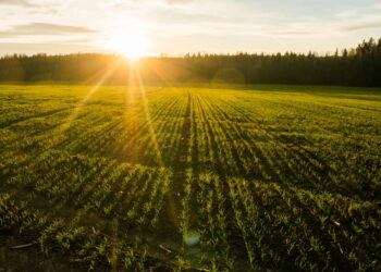 Como fica o tempo durante a primavera? Saiba o que esperar
