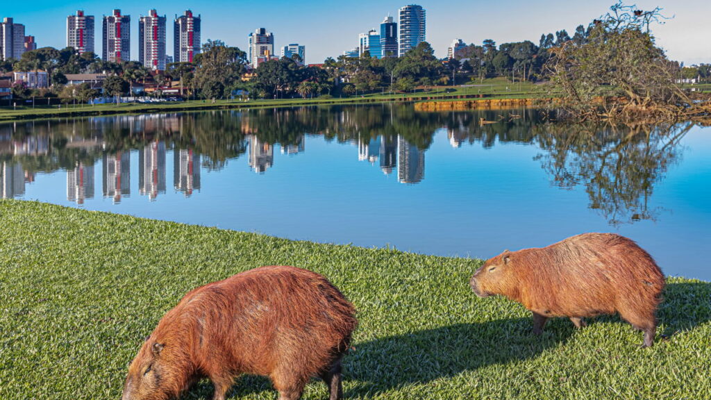 Conheça a cidade brasileira que impressiona com qualidade de vida