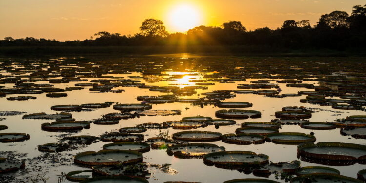 Pantanal, Brasil // Créditos: depositphotos.com / Saaaaa