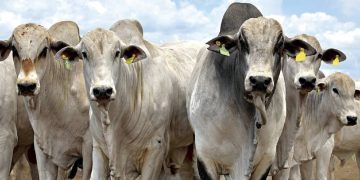 Agrodefesa confirma casos de raiva em bovinos em Goiás