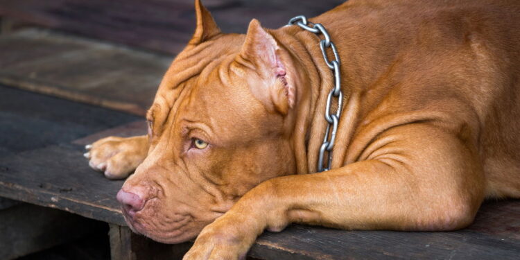 Nova lei choca tutores de cães em Minas Gerais! veja o que mudou