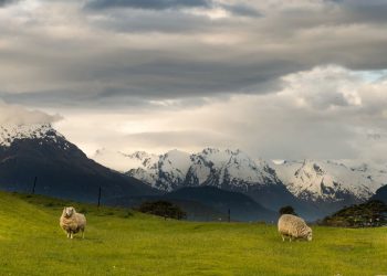 Pequena ilha no Sul da Nova Zelândia está atraindo turistas do mundo todo