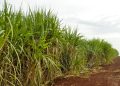 Superávit do agronegócio paulista cai 25,7% no 1º bimestre