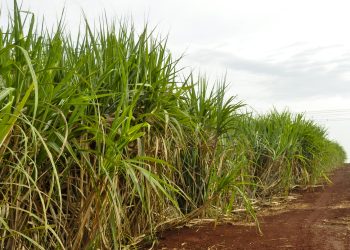 Superávit do agronegócio paulista cai 25,7% no 1º bimestre