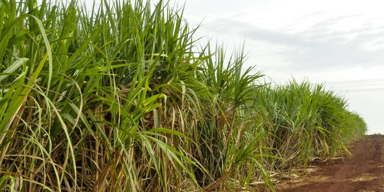 Superávit do agronegócio paulista cai 25,7% no 1º bimestre