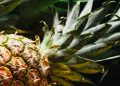 Abacaxi no quintal é o novo xodó dos amantes da jardinagem