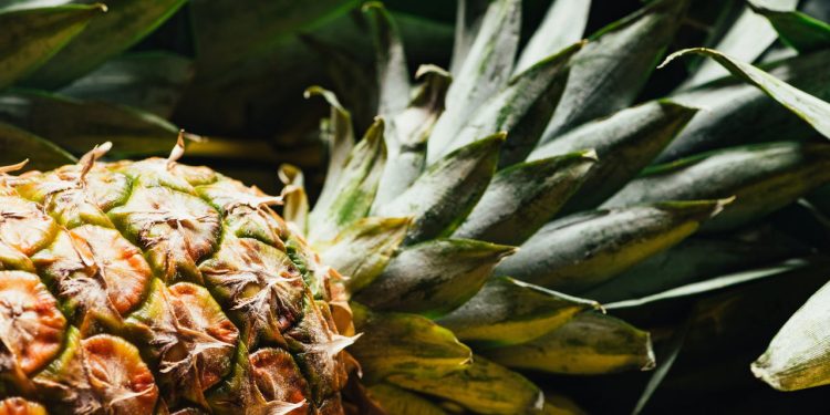 Abacaxi no quintal é o novo xodó dos amantes da jardinagem