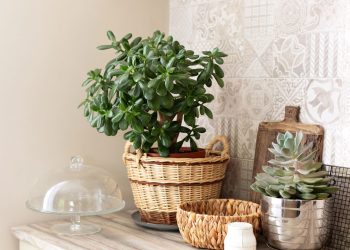 O segredo milenar por trás da planta que simboliza riqueza