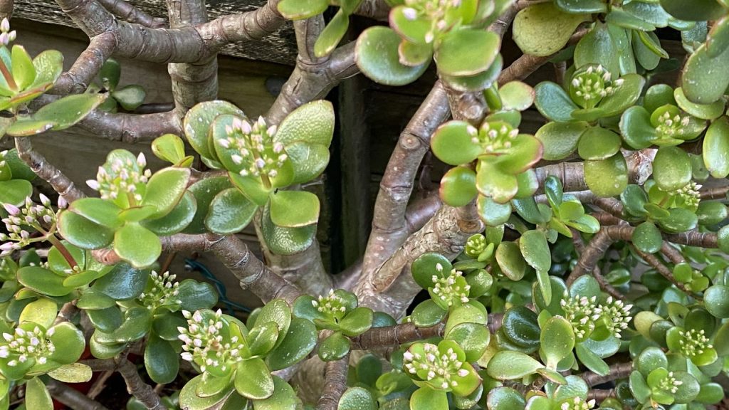O segredo milenar por trás da planta que simboliza riqueza