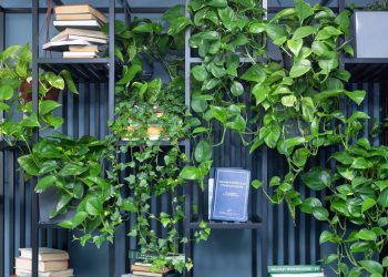 Com apenas R$ 25 você pode ter essa planta que transforma a sua casa por dentro