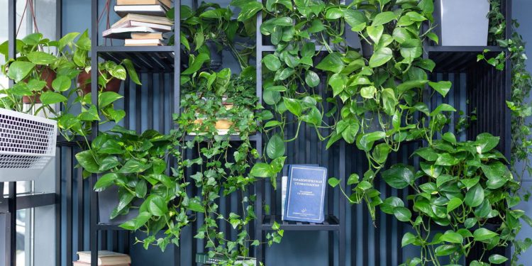 Com apenas R$ 25 você pode ter essa planta que transforma a sua casa por dentro