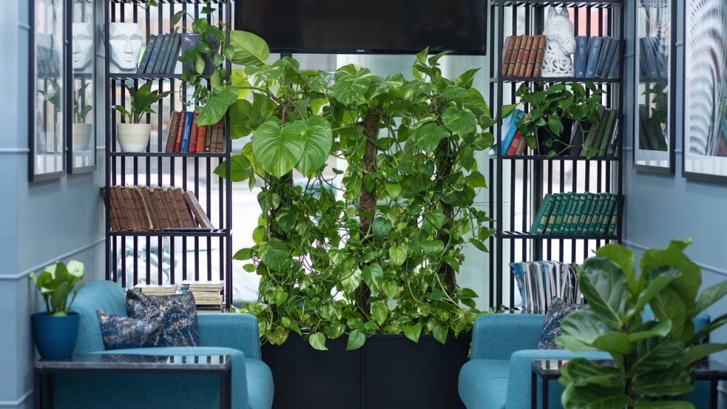 Com apenas R$ 25 você pode ter essa planta que transforma a sua casa por dentro