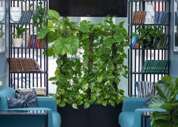 Com esse adubo caseiro suas plantas vão crescer rápido e fortes sem gastar nada