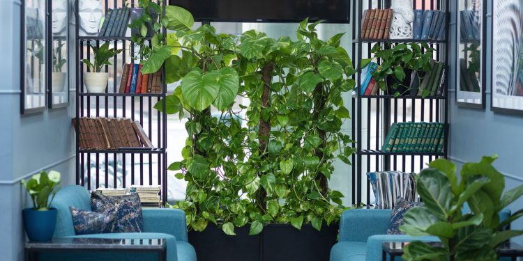 Com esse adubo caseiro suas plantas vão crescer rápido e fortes sem gastar nada