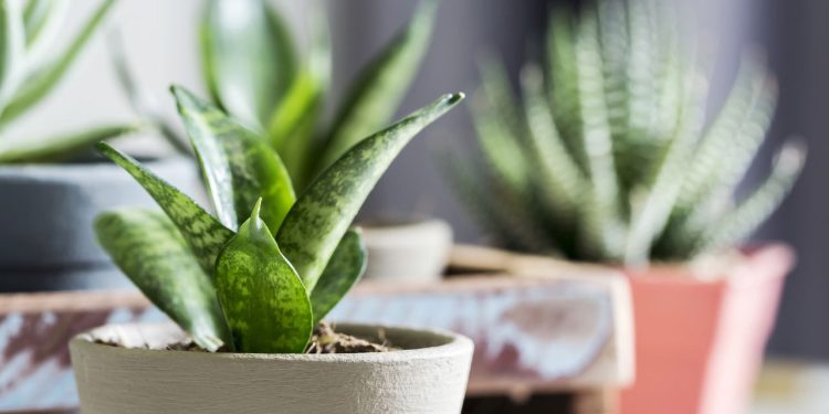 Essa planta pode proteger sua casa de energias negativas