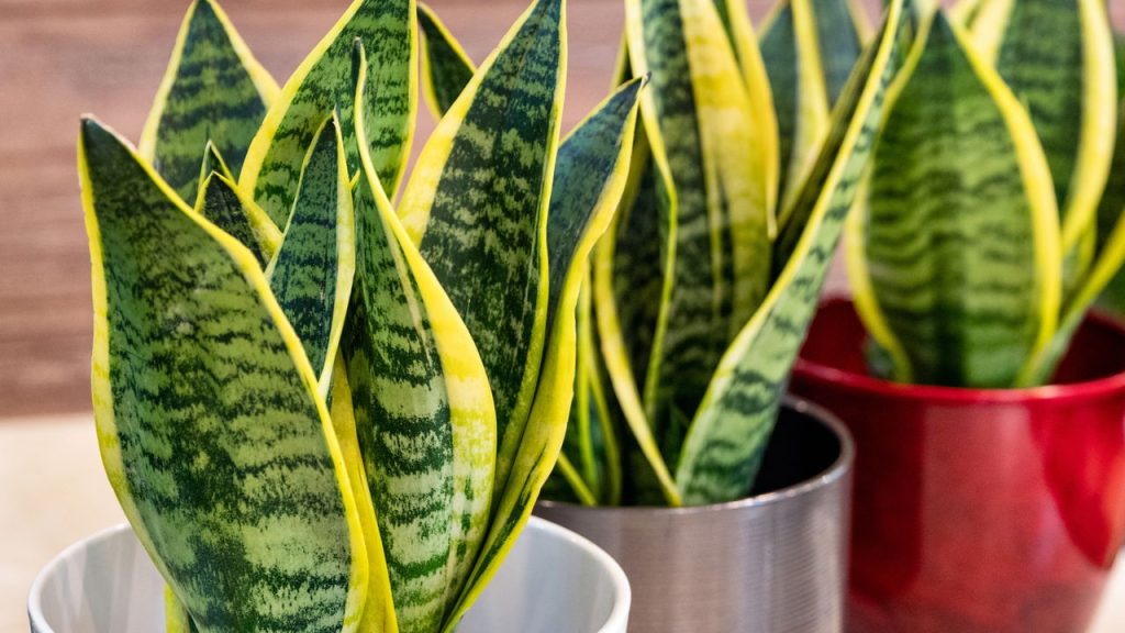 Essa planta pode proteger sua casa de energias negativas