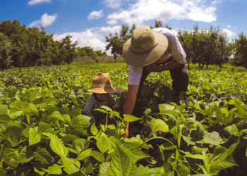 Governo deve anunciar R$ 78 bilhões para o Plano Safra da agricultura familiar