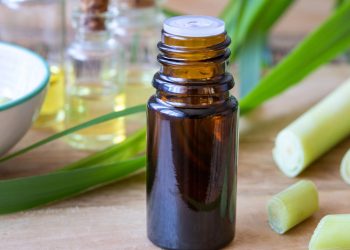 Citronela afasta mosquitos, perfuma ambientes e é fácil de cuidar