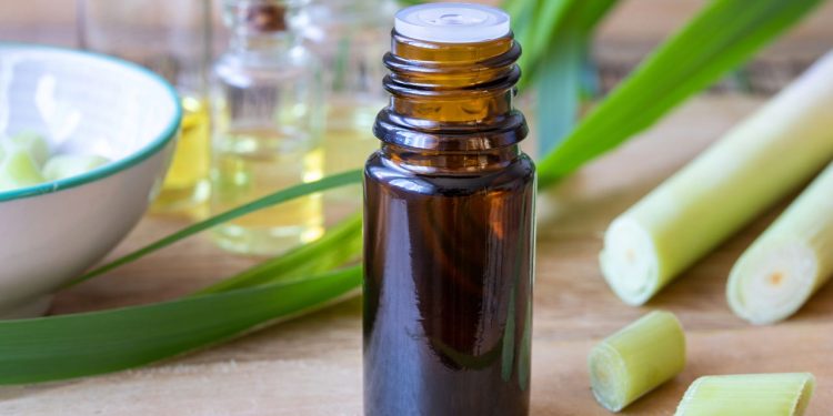 Citronela afasta mosquitos, perfuma ambientes e é fácil de cuidar