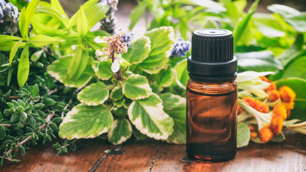 Citronela afasta mosquitos, perfuma ambientes e é fácil de cuidar