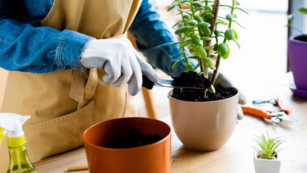 As piores combinações de plantas no jardim, segundo especialistas
