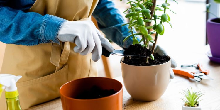 Suportes de plantas suspensas criativos por menos de 25 reais