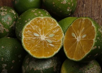 Plantar limão em xícaras é mais fácil do que parece e surpreende