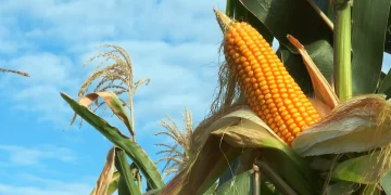 Imagem: Leandro Balbino/Canal Rural Mato Grosso