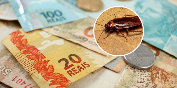 Afaste baratas naturalmente da sua casa gastando só R$ 5