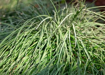 A planta natural que melhora seu sono gastando menos de R$ 18/Mês e ajuda na sua vida financeira