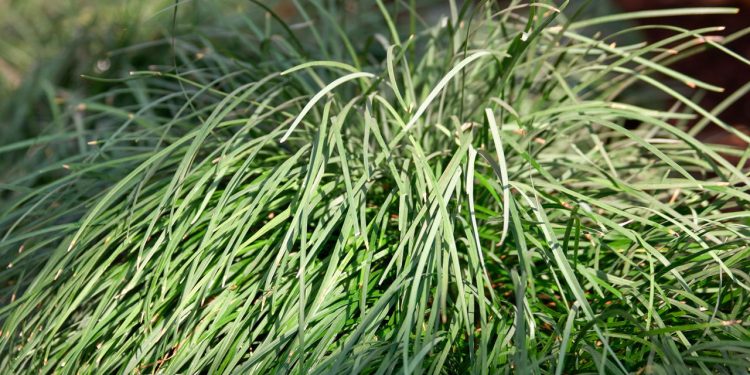 A planta natural que melhora seu sono gastando menos de R$ 18/Mês e ajuda na sua vida financeira