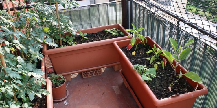 Como ter uma horta por R$ 30 e economizar todo mês