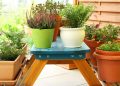 Como fazer uma mini horta de ervas em casa com R$ 30!