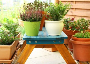 Como fazer uma mini horta de ervas em casa com R$ 30!