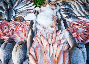A melhor forma de comprar peixes de qualidade e gastando pouco