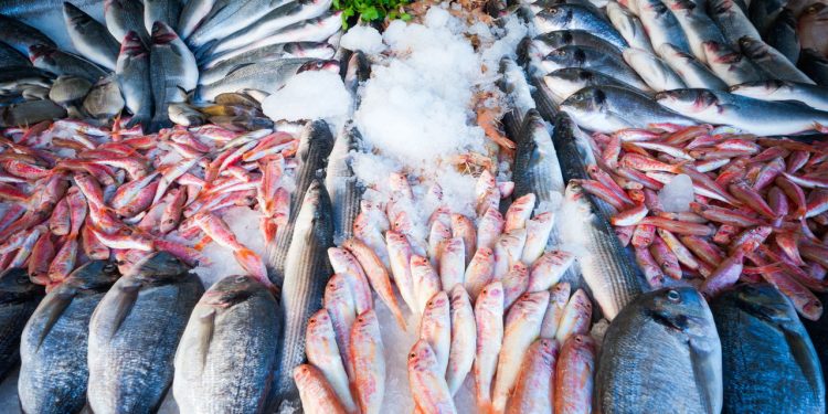 A melhor forma de comprar peixes de qualidade e gastando pouco