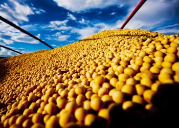 Imagem: R.R. Rufino/Embrapa