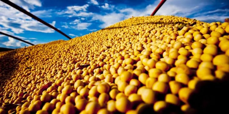 Imagem: R.R. Rufino/Embrapa