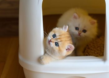 Donos de gatos economizam até R$ 40 por mês com esse truque