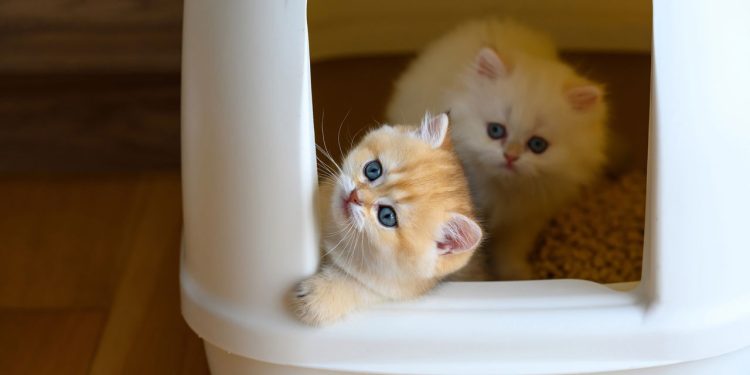 Donos de gatos economizam até R$ 40 por mês com esse truque