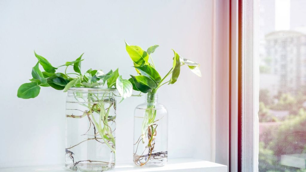 Economize até R$ 8 transformando garrafas PET em vasos decorativos