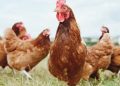 Argentina acende alerta com novo foco de gripe aviária H5
