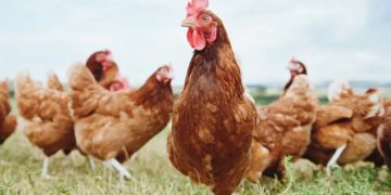 Argentina acende alerta com novo foco de gripe aviária H5